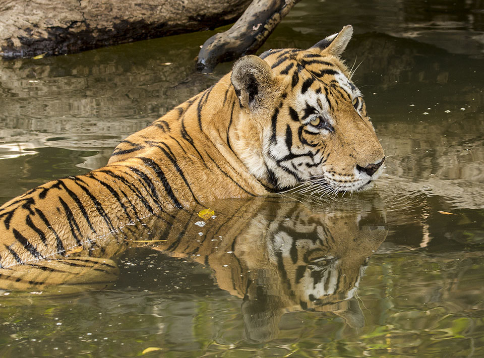 Bengal Tiger (Panthera tigris tigris) Ranthambhore NP India May 2016 ...